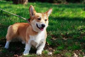 The pembroke welsh corgi's double coat consists of a medium length, dense undercoat and a longer topcoat. Welsh Corgi Pembroke Hunde Info De