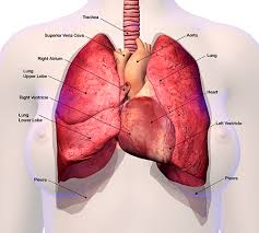Traditionally, the heart is described as having left heart and right heart chambers. Superior Vena Cava Syndrome Cancer Net