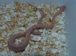 Często występuje dzika hybryda węża zbożowego i węża preriowego (pantherophis emoryi). Waz Zbozowy Blizzard 5726414266 Oficjalne Archiwum Allegro