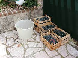 Ecco come si fa il vino: Vino Fatto In Casa Come Ottenere Pochi Litri Vita In Campagna