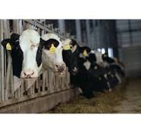 Etiqueta auricular para gado - Etiquetas RFID duradouras ...