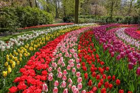 Keukenhof, also known as the garden of europe, is the home. Ferienhaus Keukenhof Park Wijde Aa