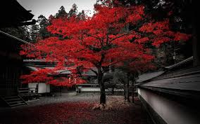❤ get the best japanese art wallpaper on wallpaperset. Japan House Tree Red Leaves Autumn Wallpaper Travel And World Wallpaper Better