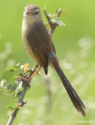 Suara burung cici padi gacor untuk pikat atau masteran. Download Suara Ciblek Alang Alang Gacor Mp3 Binatang Peliharaan