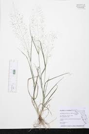 Image result for Sporobolus tenuissimus