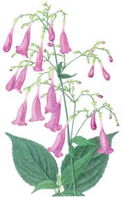 Image result for Strobilanthes hamiltoniana