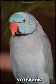 Maybe you would like to learn more about one of these? Notebook Blue Indian Ring Neck Parrot Image Journal For Writing College Ruled Size 6 X 9 110 Pages Notebook Bluectw Notebook Bluectw 9781670313607 Amazon Com Books