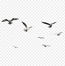 Flying Bird Bird Png Image With Transparent Background Png Free Png Images Png Images For Editing Free Png Downloads Free Png
