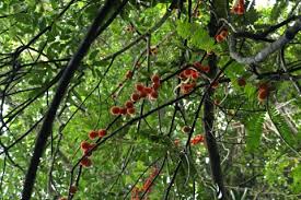 Image result for Cnestis