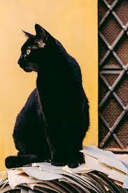 It S Black Cat Appreciation Day Because Of Superstitious Beliefs In Some Cultures Black Cats Are Sometimes Associated With Bad Luck And Sadly Are More Like