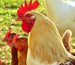 Check spelling or type a new query. Hahn Blanco Beige Cabeza Cresta De Gallo Animal Retrato Pico Aves De Corral Ganado Pollo Pajaro Pxfuel