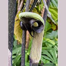 Image result for Arisaema