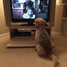 This Is What Your Dog Sees When You Guys Watch Tv Dog Watching Tv Dogs Your Dog