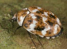 These small black bugs have short oval body and short inconspicuous antennae on their head. Varied Carpet Beetle Encyclopedia Of Life