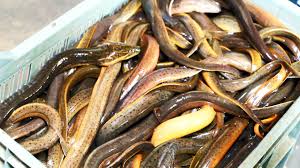 Amazing Swamp Eel Fish Freshwater Asian Swamp Eels Market Video By Amarvideo Freshwater Fish Fish Asian