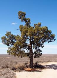 Image result for Callitris