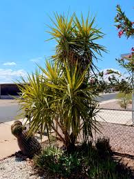 Image result for Yucca gigantea