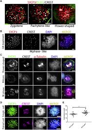 Image result for Meiosperma eminii