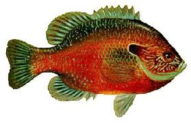 Sardis Lake Mississippi Us Fish Identification Chart