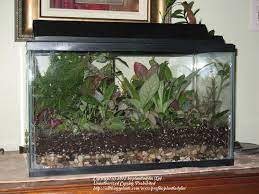 If keeping aquarium fish, make sure to not keep more than five to 10 small fish in this aquarium, and do not add all of the fish at once. How To Turn An Aquarium Into A Terrarium Wow Garden Org