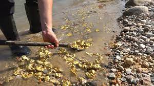 These Gold Riches May Be Close By The City River Treasure Gold Mining Equipment Gold Prospecting Gold Sluice