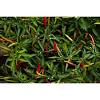Z wynikiem 577 000 jednostek scoville red savina jest dwukrotnie ostrzejsza od habanero i 50 razy ostrzejsza od jalapeno. 1