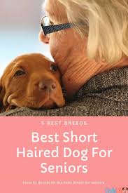 While any furry friend is sure to delight you and your kids, everyone will be happier (dog included!) if you take time to consider what breeds or mixes might be the best fit for your family. 5 Best Small Short Haired Dog For Seniors Oodle Life