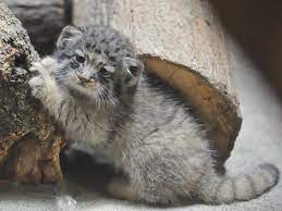 Приручить манула невозможно ввиду довольно злого и агрессивного характера. Kto Takoj Kot Manul I Kogo On Obmanul Otkuda Vzyalsya I Chem Interesen