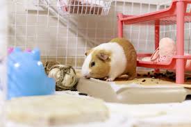 The ideal accommodation for my guinea pig - Cunipic