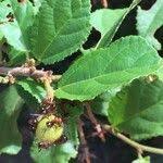 Image result for Grewia pachycalyx