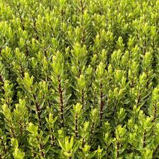 Image result for shrubby veronica hebe