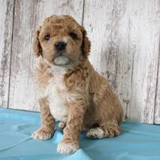 Cavapoo Puppies For Sale Cute Smart Healthy Vip Puppies Cavapoo Puppies For Sale Cockapoo Puppies For Sale Puppies For Sale