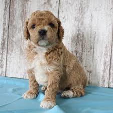 The breed is recognized by several notable organizations, including the designer dogs kennel club (ddkc). Cavapoo Puppies For Sale Cute Smart Healthy Vip Puppies Cavapoo Puppies For Sale Cockapoo Puppies For Sale Puppies For Sale