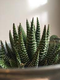 Reddit gives you the best of the internet in one place. This Plant Looks Like Pine Trees With Snow On Them Merry Christmas Everyone Succulents