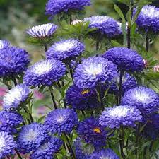 Aster Matsumoto Blue Tipped White Cvetnik Plan Semena Cvetov Rasteniya