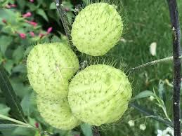 Image result for Gomphocarpus physocarpus