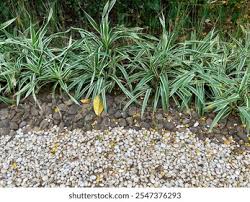 Image result for Chlorophytum macrorrhizum