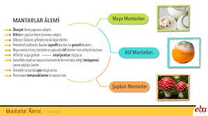 Mantarlarin Ozellikleri 2020 Biyoloji Dersi Biyoloji Ale