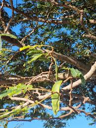 Image result for Albizia adianthifolia × gummifera