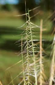 Image result for Perotis vaginata