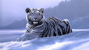Art Big Fantasy Laying Photos Siberian Tiger Snow White Tigers Wild Cat Winter Wintertime Wallpaper 1920x1080 994250 Wallpaperup Cat catch, cat run, cat smile, cat sleep,.view and download cat hd computer wallpapers and desktop backgrounds. art big fantasy laying photos siberian