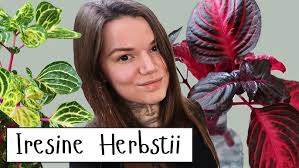 Image result for Iresine herbstii