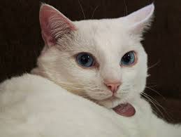 Rehoming a cat that gets along with other strays but not personal cats