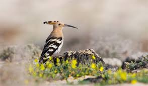 Der vogel hält sich klar mehr ausserhalb des waldes auf als angenommen. Steckbrief Wiedehopf Naturpark Sudsteiermark