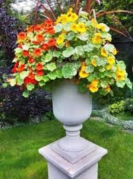 Most you can start from seed once they start to grow, avoid overcrowding by snipping all but the strongest seedling in each pot. Growing Bright Edible Flowers For Outdoor Home Decorating With Nasturtiums Container Flowers Garden Containers Flower Pots