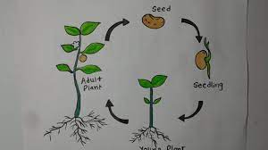 Maybe you would like to learn more about one of these? How To Draw Plant Life Cycle Drawing Plant Life Cycle Youtube