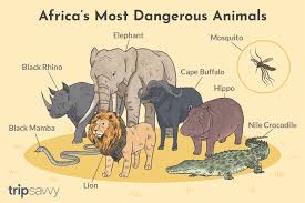 African animals facts, pictures, information and conservation. The 9 Most Dangerous Animals In Africa