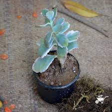 Image result for Kalanchoe fedtschenkoi
