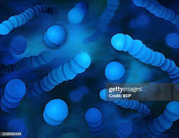 Image result for Group D Streptococcus