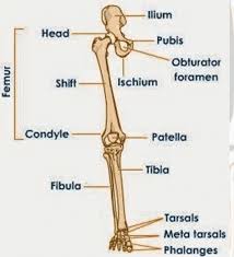 Kerangka tubuh adalah susunan tulang yang membantu dan menjaga organ tulang kali ini pakdosen akan membahas tentang rangka manusia? Sistem Rangka Manusia Pengerrtian Jenis Tulang Dada Gambar